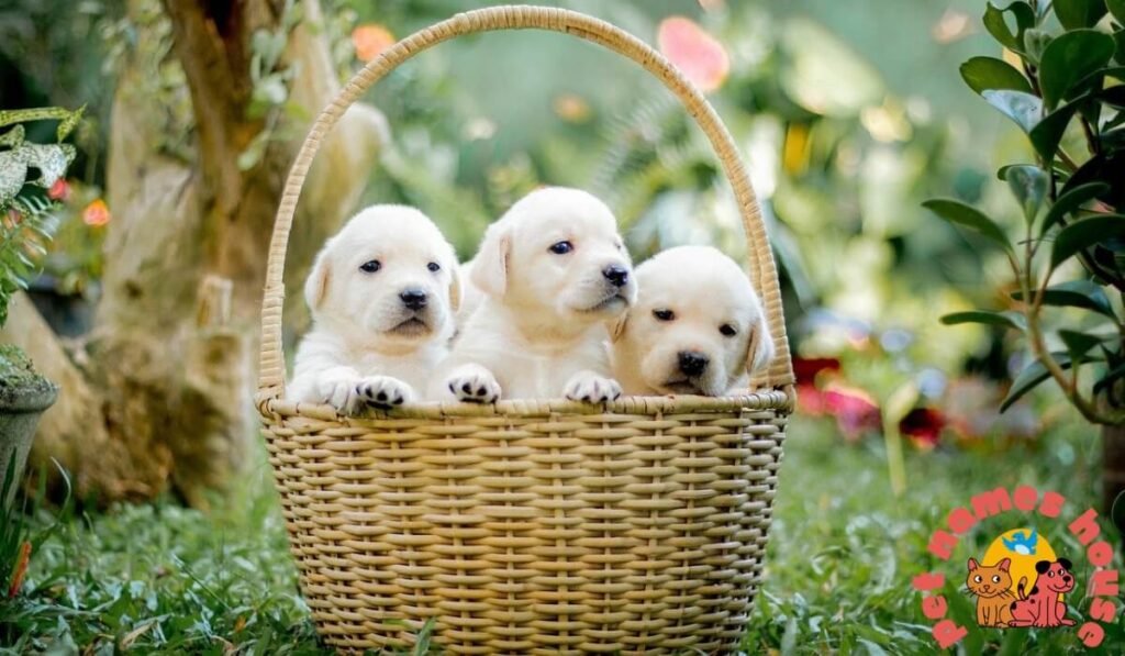 Breed-Specific Puppy Names to Perfectly Suit Your Pets Unique Traits