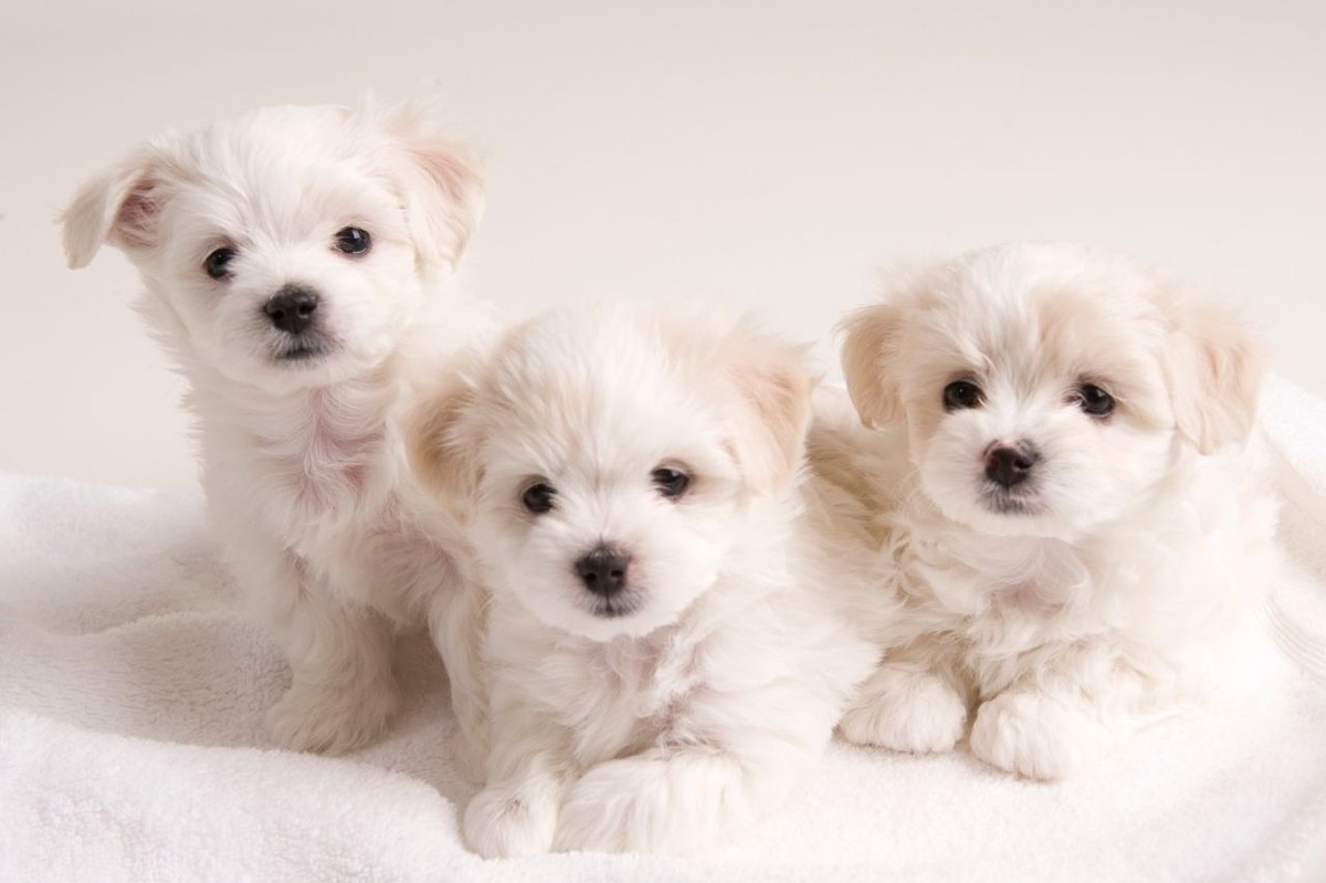 Unique & Creative Puppy Names for Your One-of-a-Kind Pup